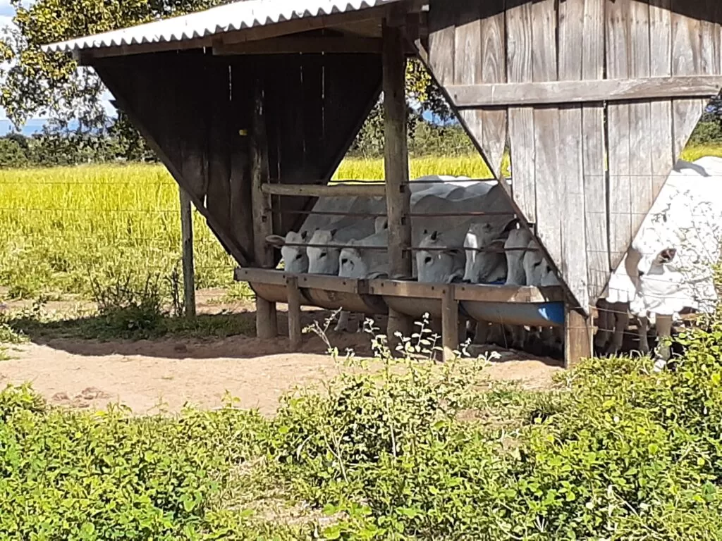 gado-de-bovinos-de-corte-se-alimentando-na-sombra-em-um-pasto-verde