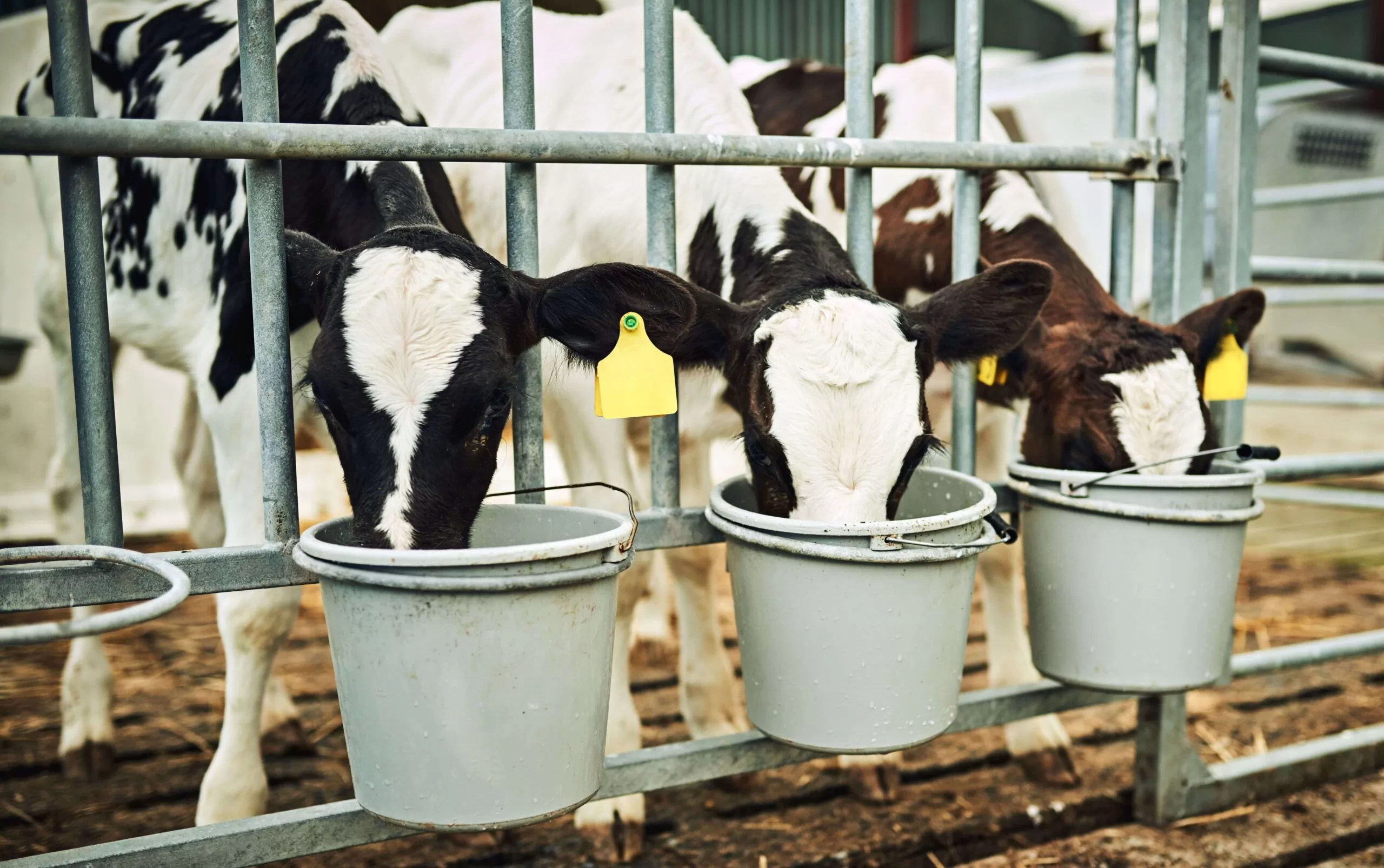 vacas-se-alimentando-de-um-balde-de-raçao