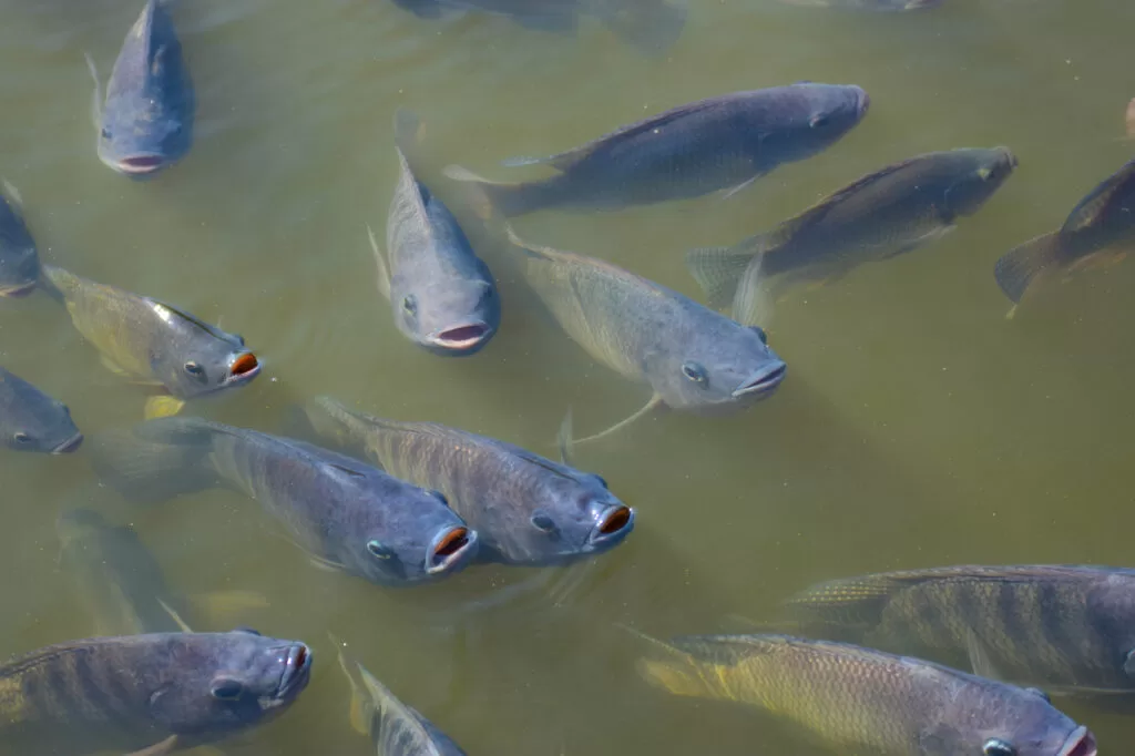 varios-peixes-da-especie-tilapia-aparecendo-em-um-rio