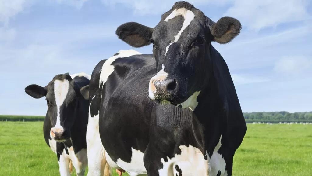 duas-vacas-leiteiras-em-um-pasto-verde-num-dia-ensolarado