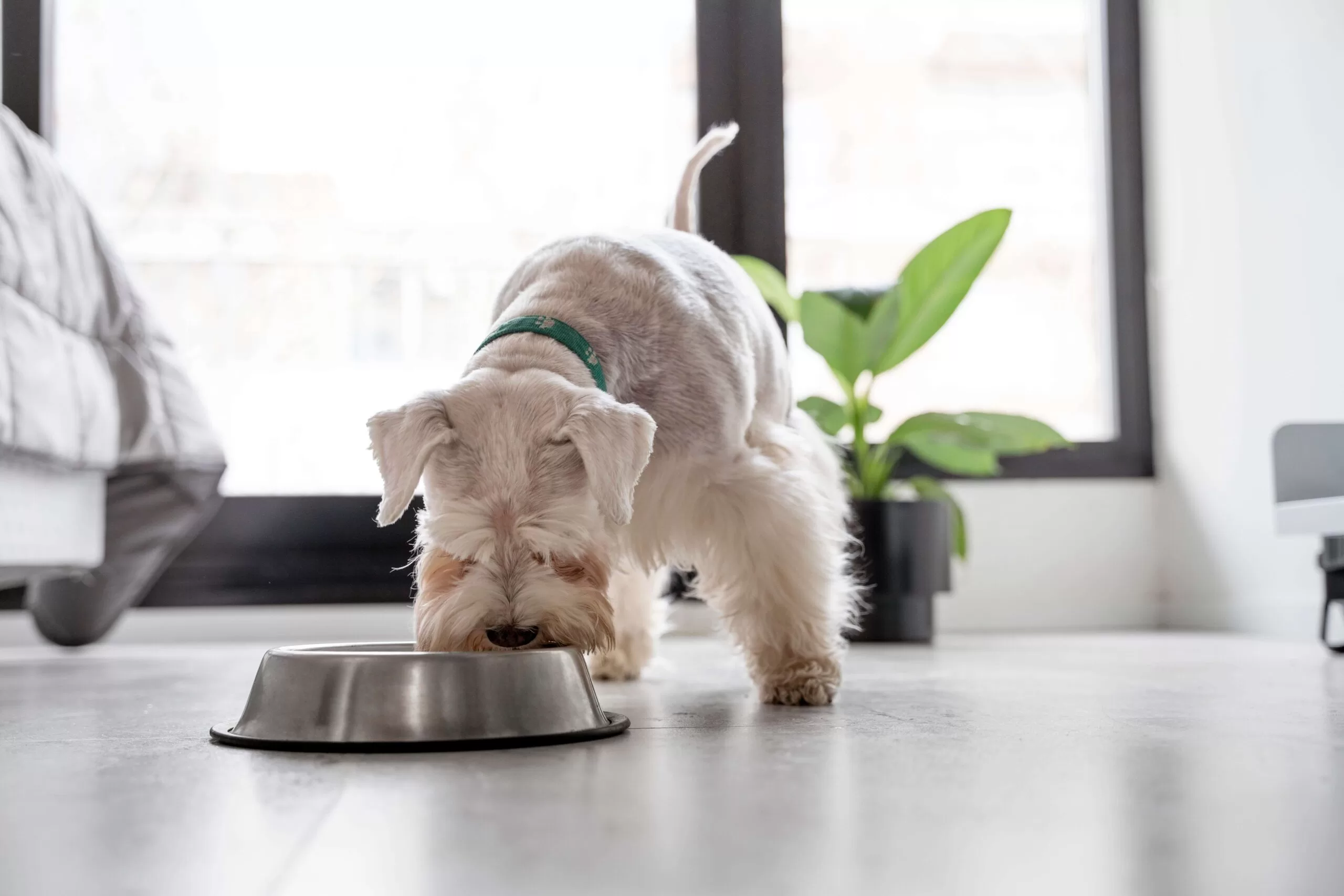 cão-branco–em-casa-comendo-em-um-pote-de-racao-prateado