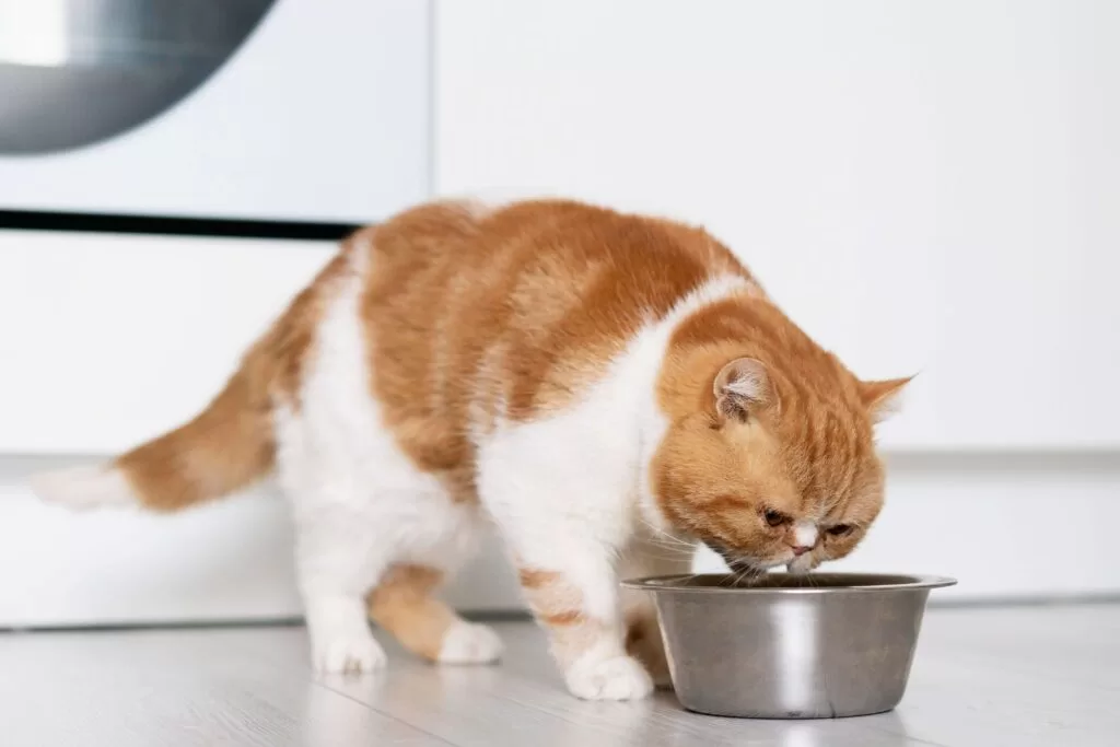 gato-de-duas-cores-em-casa-comendo-racao-em-um-pote-prateado