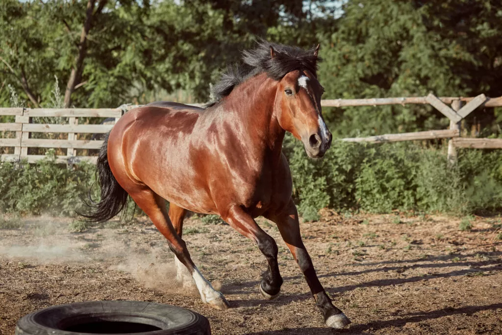 cavalo-correndo-no-piquete-na-areia-no-verao