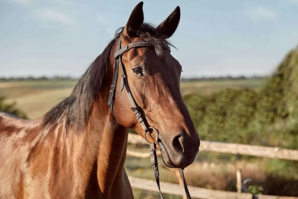 lindo-cavalo-castanho-close-up-do-focinho-aparencia-bonita-juba-plano-de-fundo-do-campo-de-atletismo-curral-arvores-cavalos-sao-animais-maravilhosos