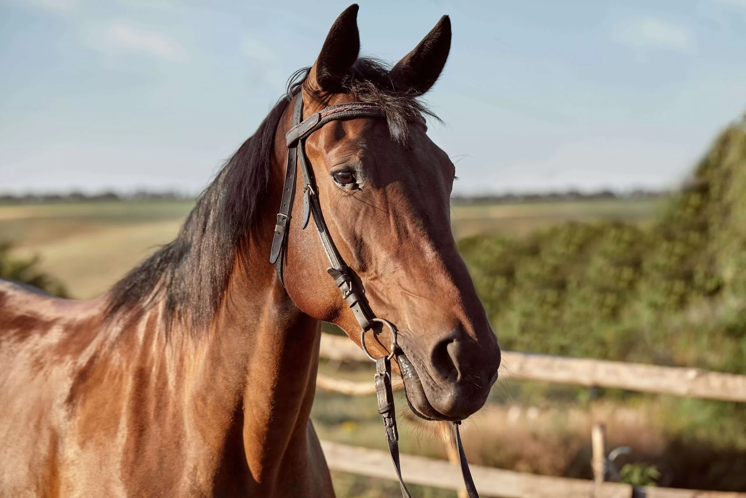 lindo-cavalo-castanho-close-up-do-focinho-aparencia-bonita-juba-plano-de-fundo-do-campo-de-atletismo-curral-arvores-cavalos-sao-animais-maravilhosos