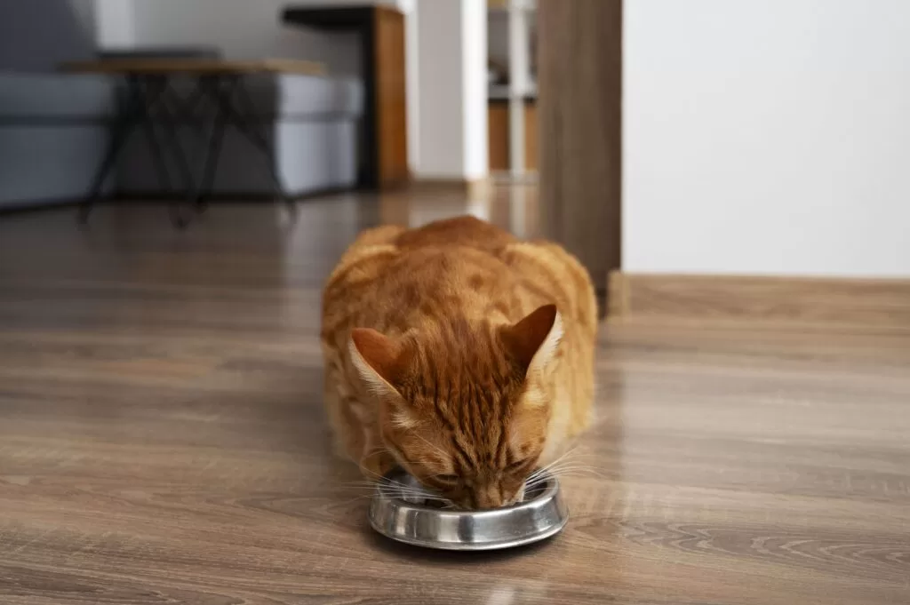 gato-de-pelo-bonito-comendo-racao-no-seu-pote