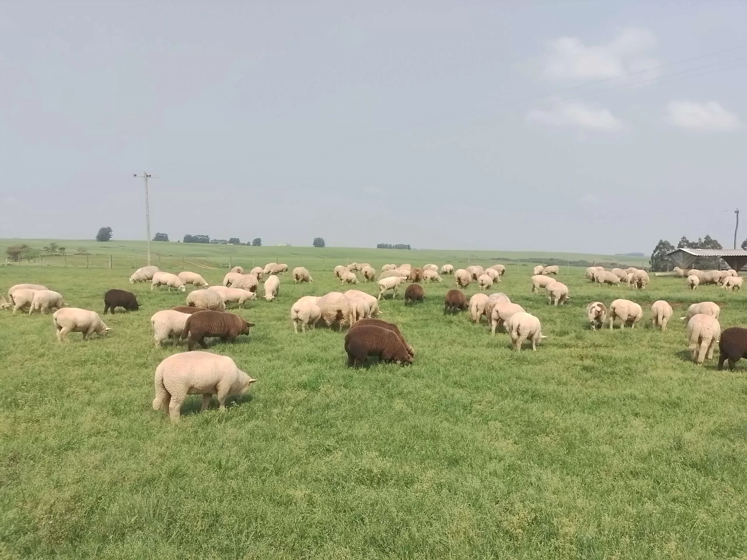 rebanho-de-ovinos-claros-e-escuros-no-pasto-verde-a-ceu-aberto-e-azul