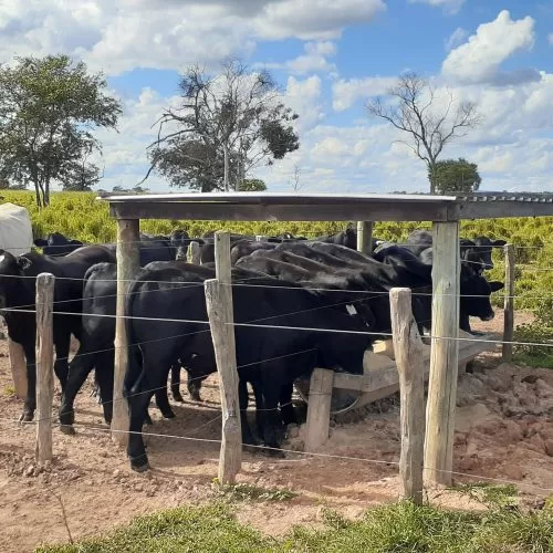 gado-de-bovinos-de-corte-se-alimentando-em-um-choco-ao-ceú-aberto-com-pastagens-no-fundo