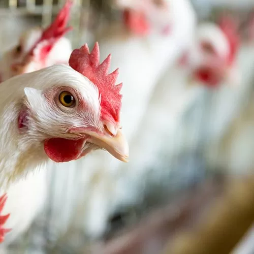 White chickens farm