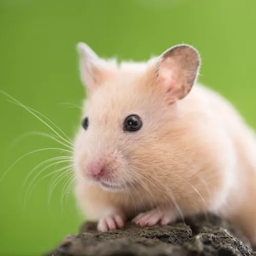 Cute Golden Hamster (Syrian Hamster) on a rock.