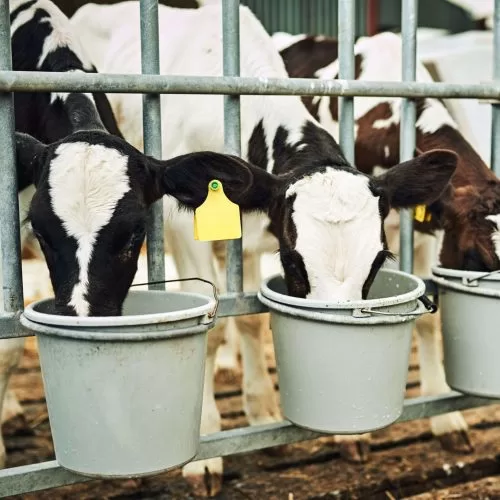 vacas-se-alimentando-de-um-balde-de-raçao