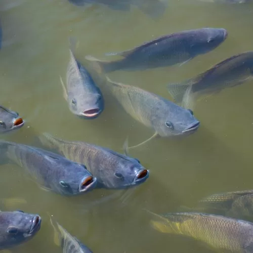 varios-peixes-da-especie-tilapia-aparecendo-em-um-rio