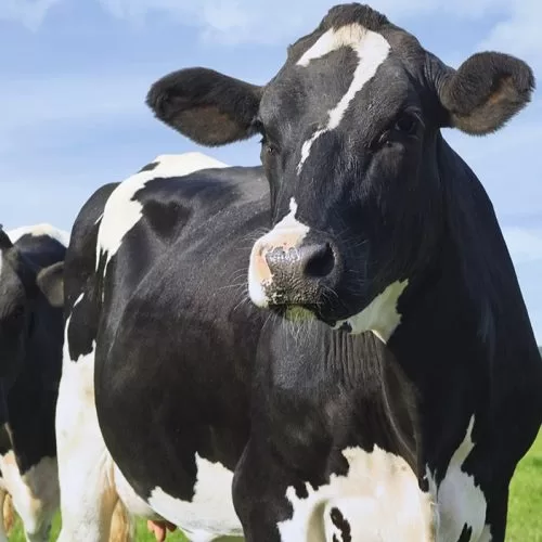 duas-vacas-leiteiras-em-um-pasto-verde-num-dia-ensolarado
