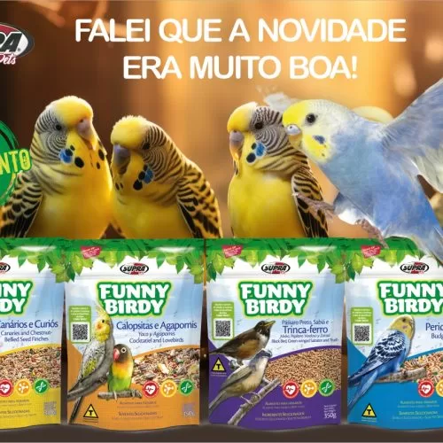 funny_birdy_noticia_site-1