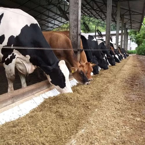 gado-de-bovinos-de-leite-se-alimentando-em-um-cocho