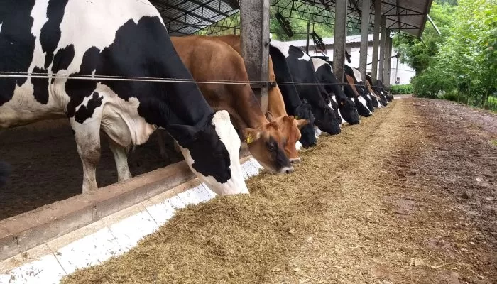 gado-de-bovinos-de-leite-se-alimentando-em-um-cocho