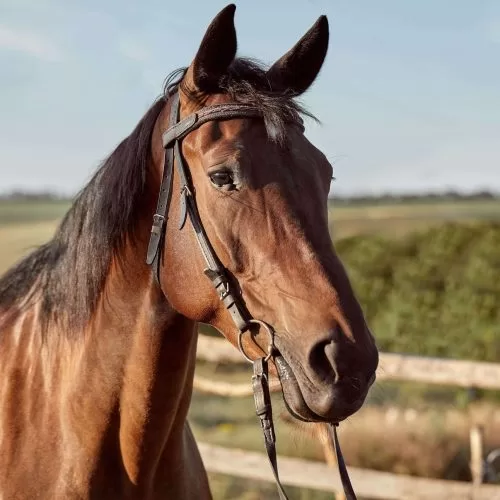 lindo-cavalo-castanho-close-up-do-focinho-aparencia-bonita-juba-plano-de-fundo-do-campo-de-atletismo-curral-arvores-cavalos-sao-animais-maravilhosos