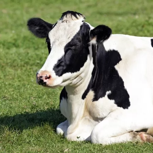 vaca-preta-e-branca-deitada-na-grama